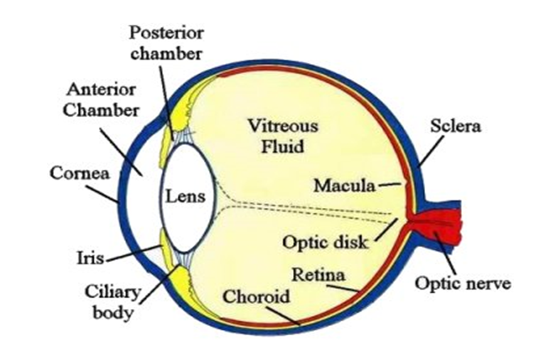 The Eye